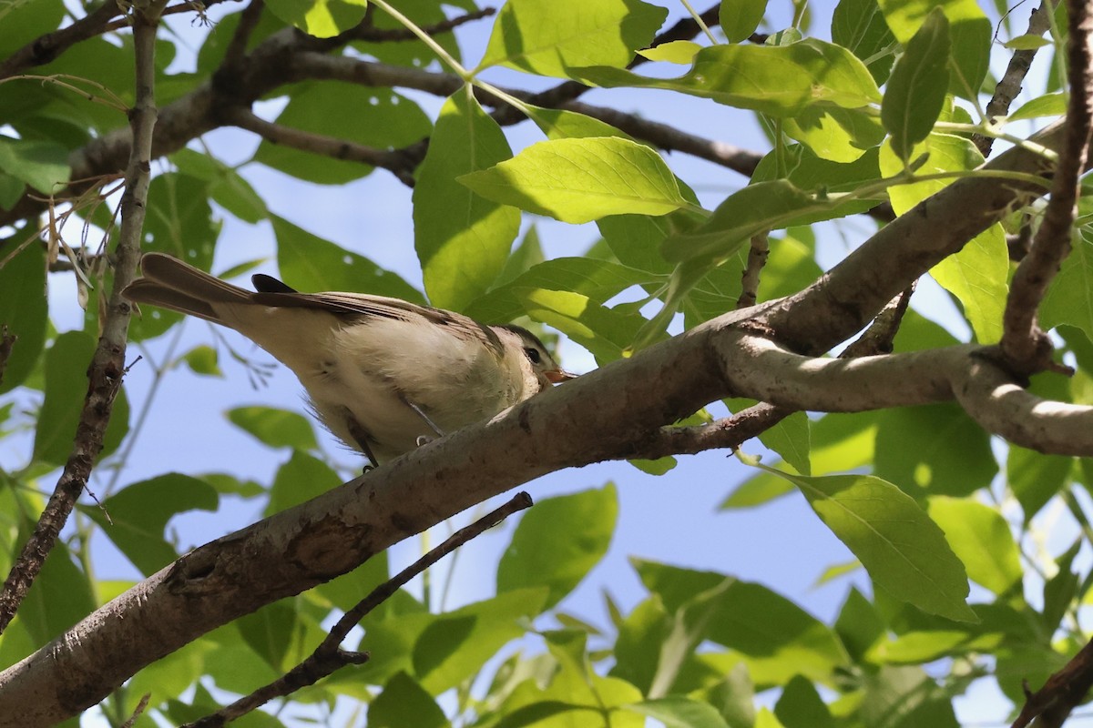 Warbling Vireo (Western) - Evan Appel