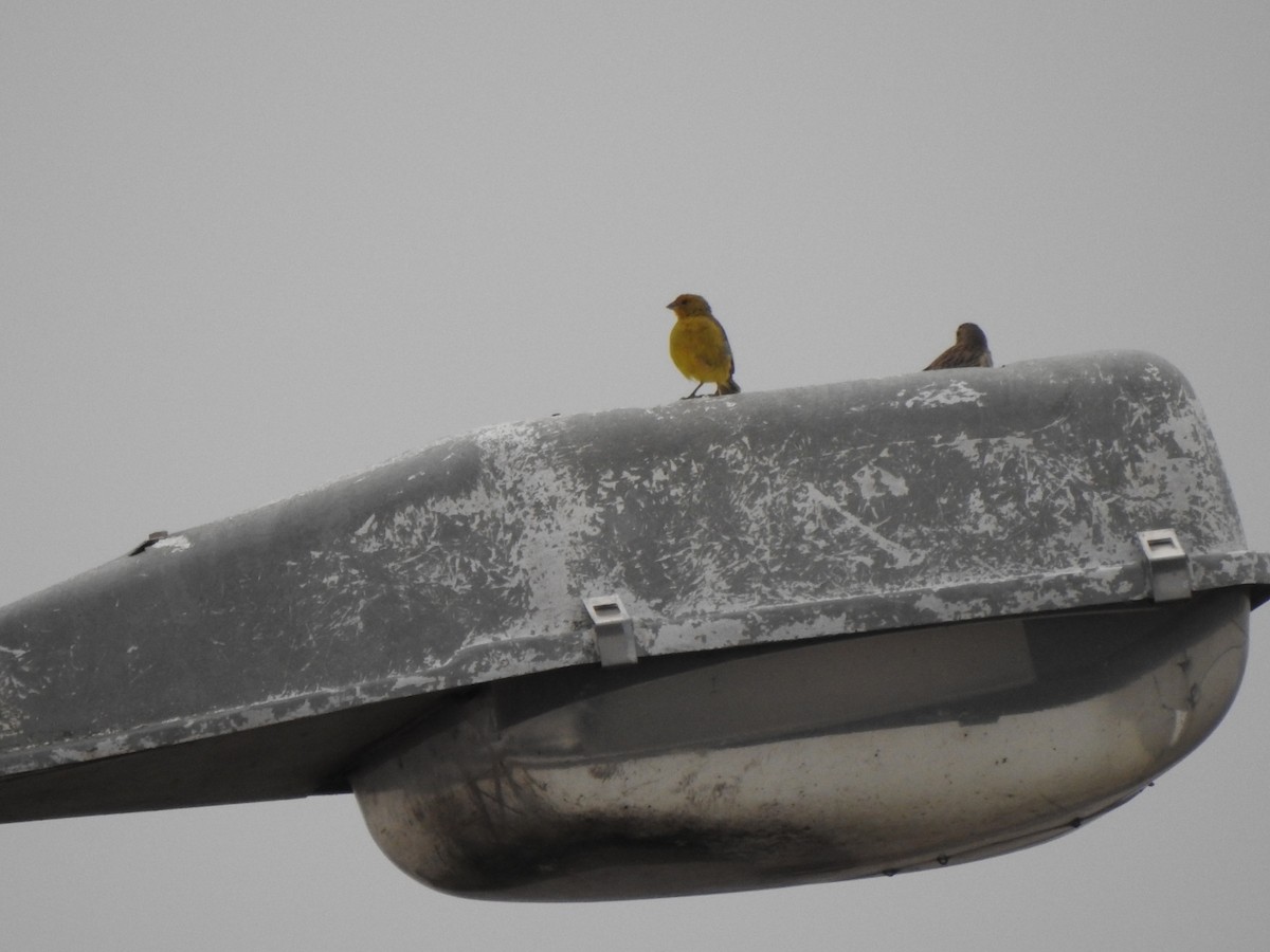 Saffron Finch - Cecilia Isabel Fernández Diaz