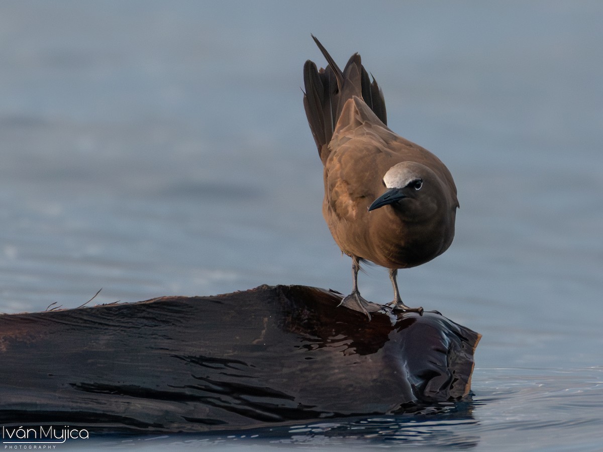 Brown Noddy - @TheWildLiveColors /