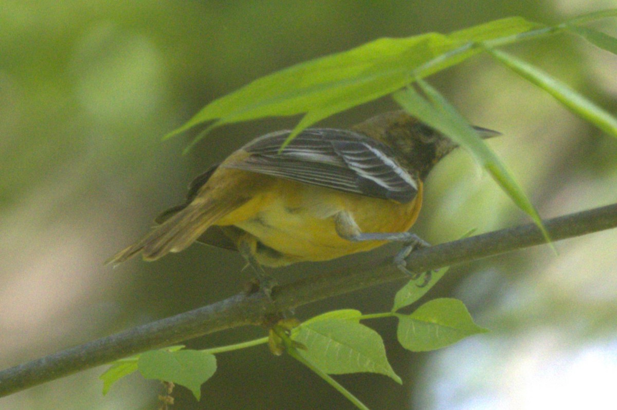 Baltimore Oriole - ML619012931