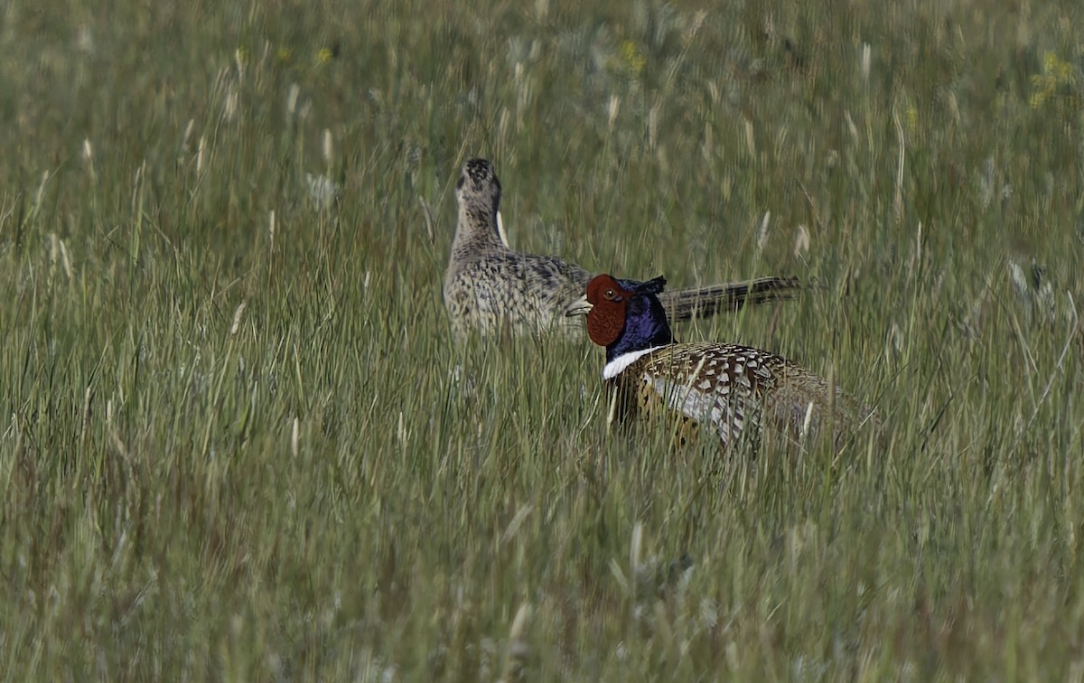 Ring-necked Pheasant - ML619012932