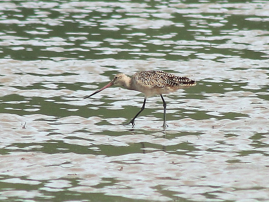 Marbled Godwit - ML619012938