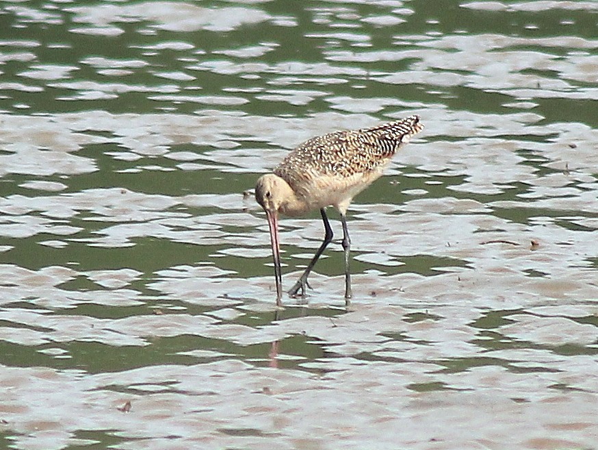 Marbled Godwit - ML619012939