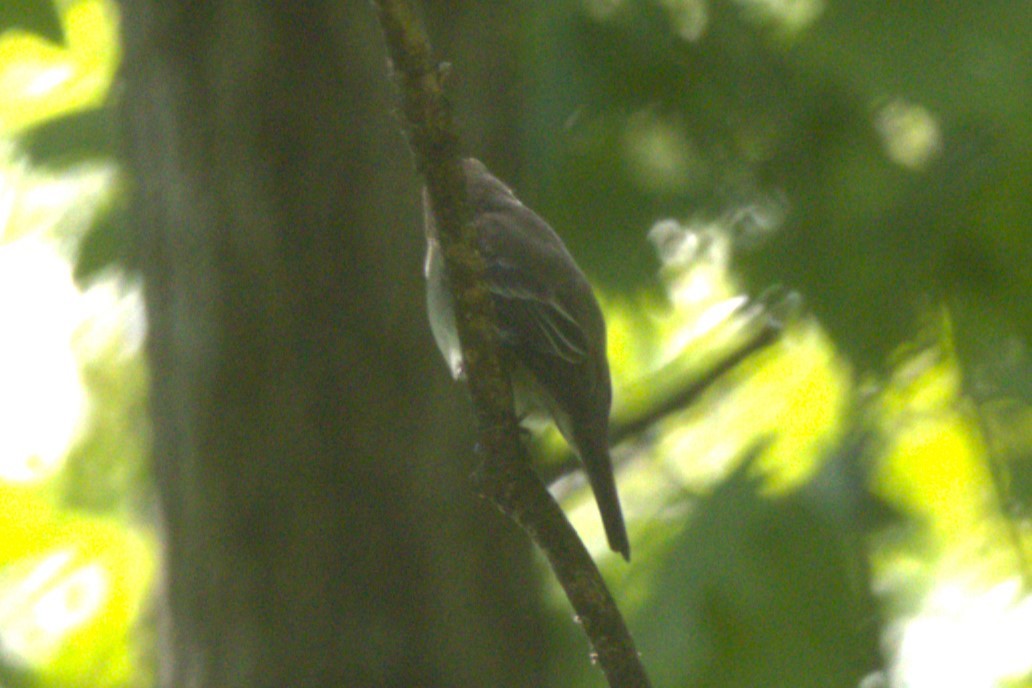 Eastern Wood-Pewee - ML619012977