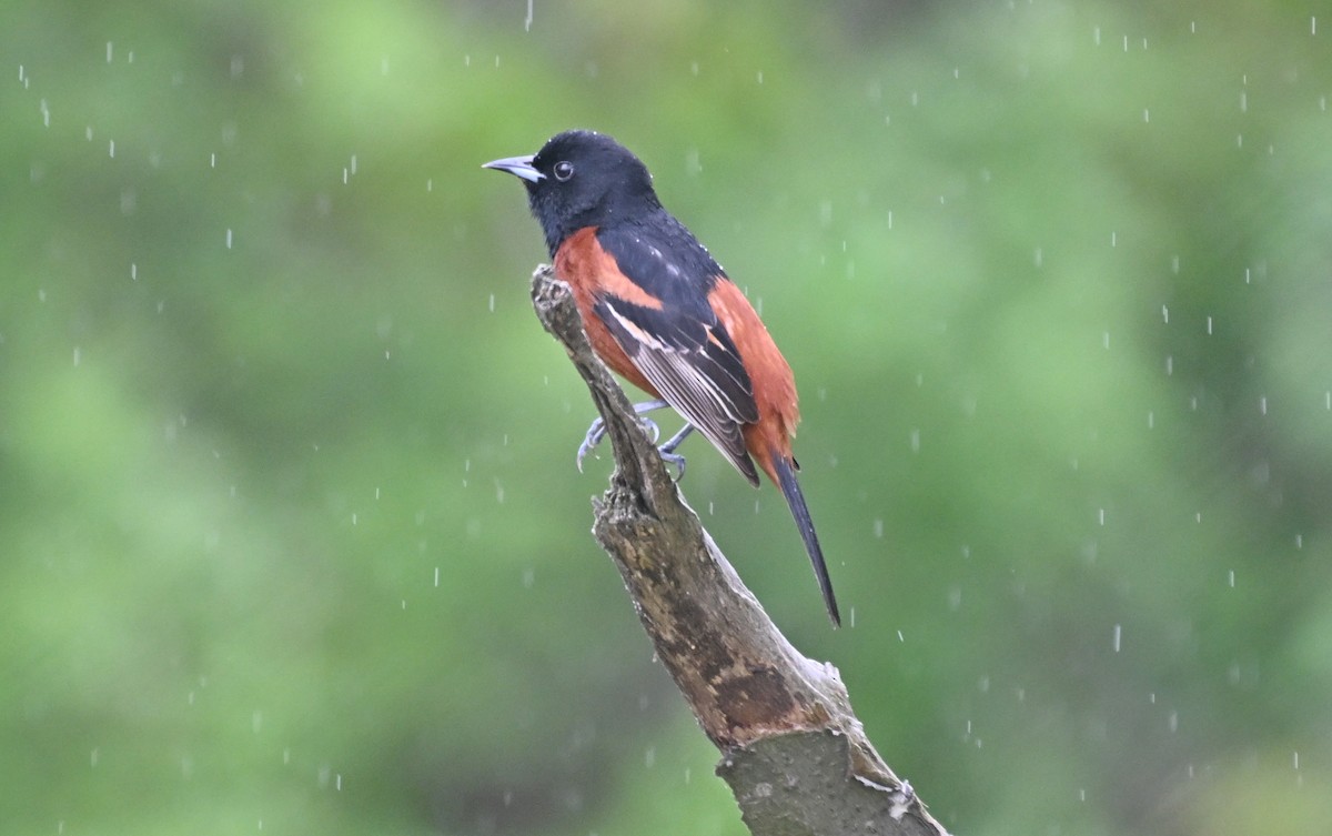 Orchard Oriole - ML619012981