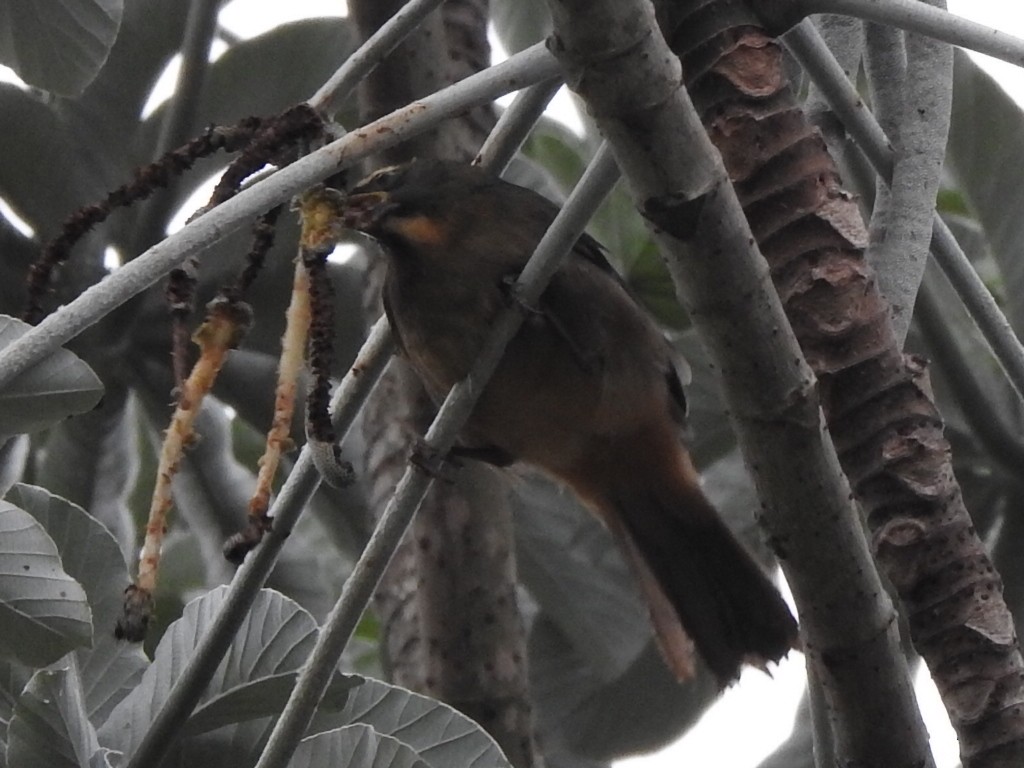 Bluish-gray Saltator - Cecilia Isabel Fernández Diaz