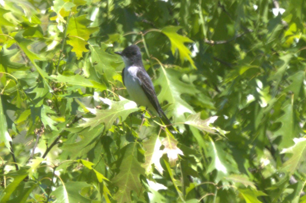 Eastern Kingbird - ML619012999