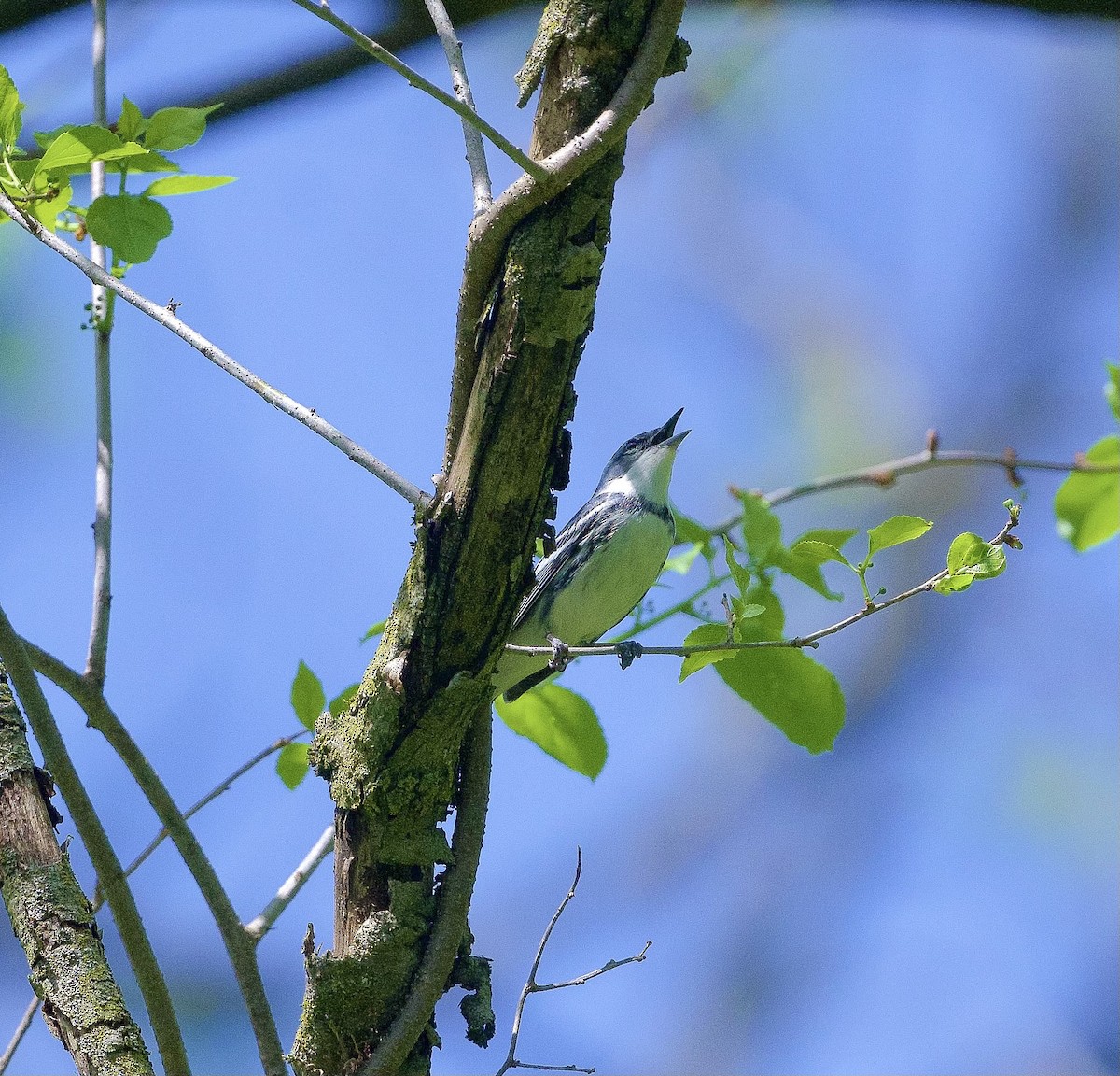 Blauwaldsänger - ML619013017