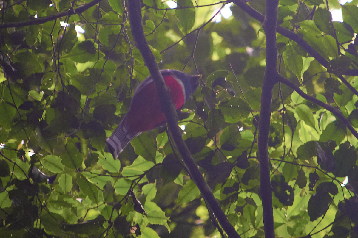 Collared Trogon - ML619013023