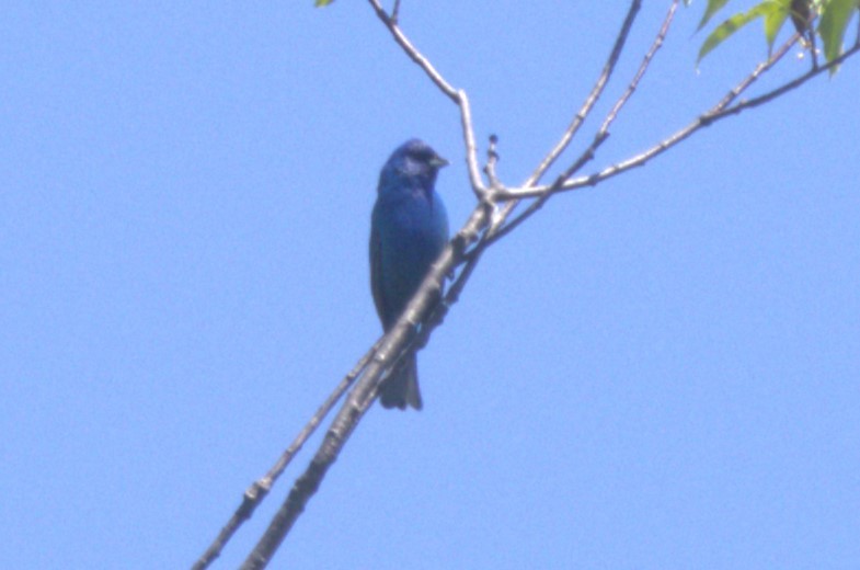 Indigo Bunting - ML619013030