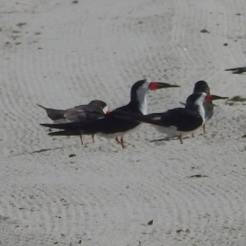 Black Skimmer - ML619013034