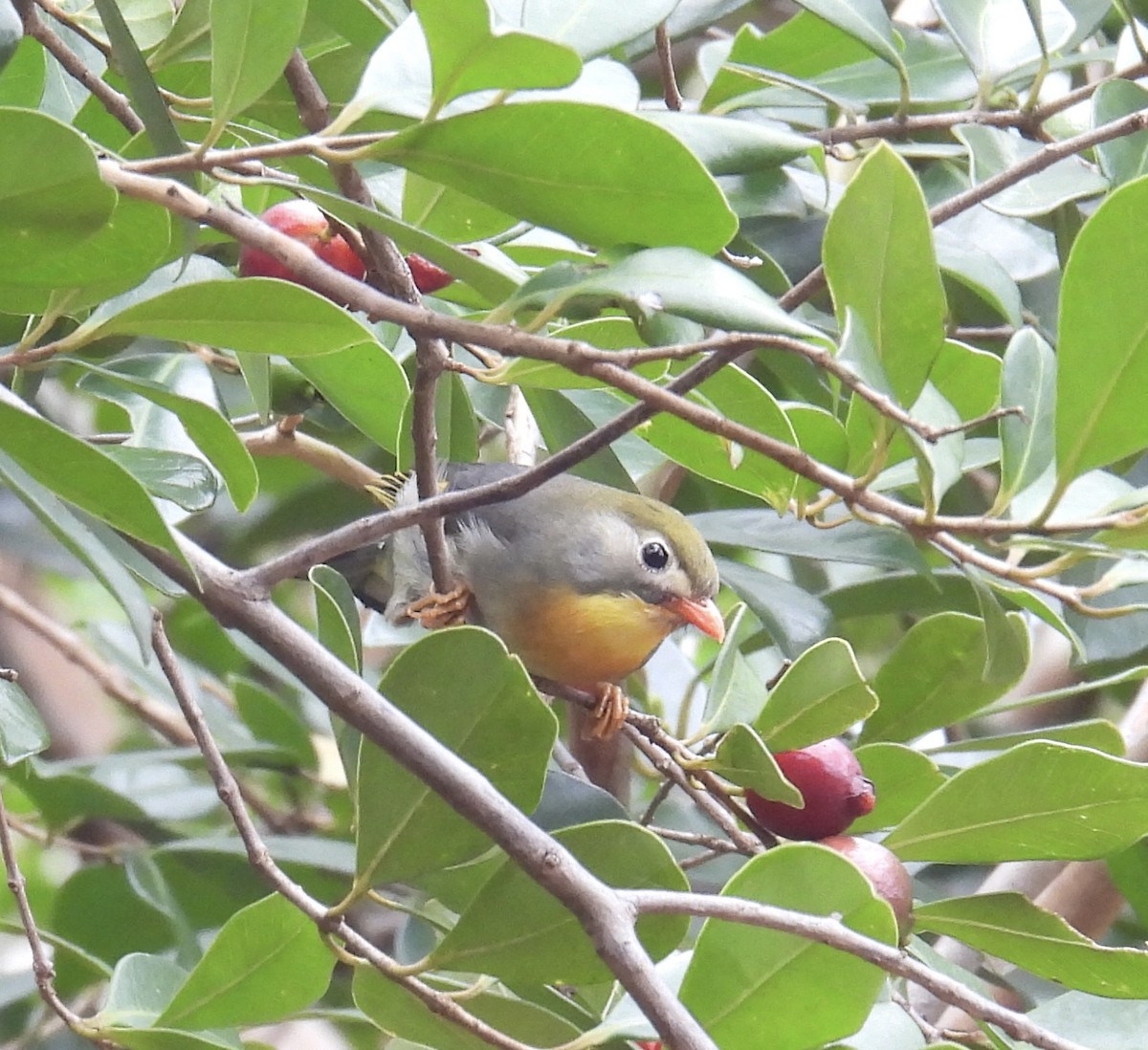 Red-billed Leiothrix - Chris Parsons