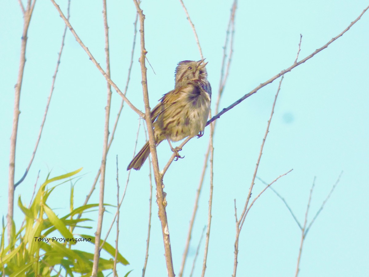 Song Sparrow - Tony Provenzano