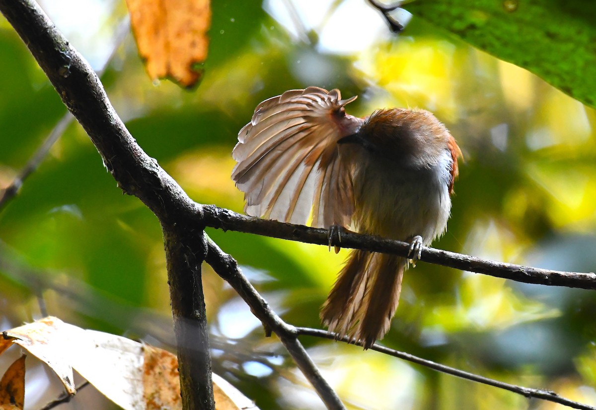 Chestnut-winged Babbler - Rogier Niessen