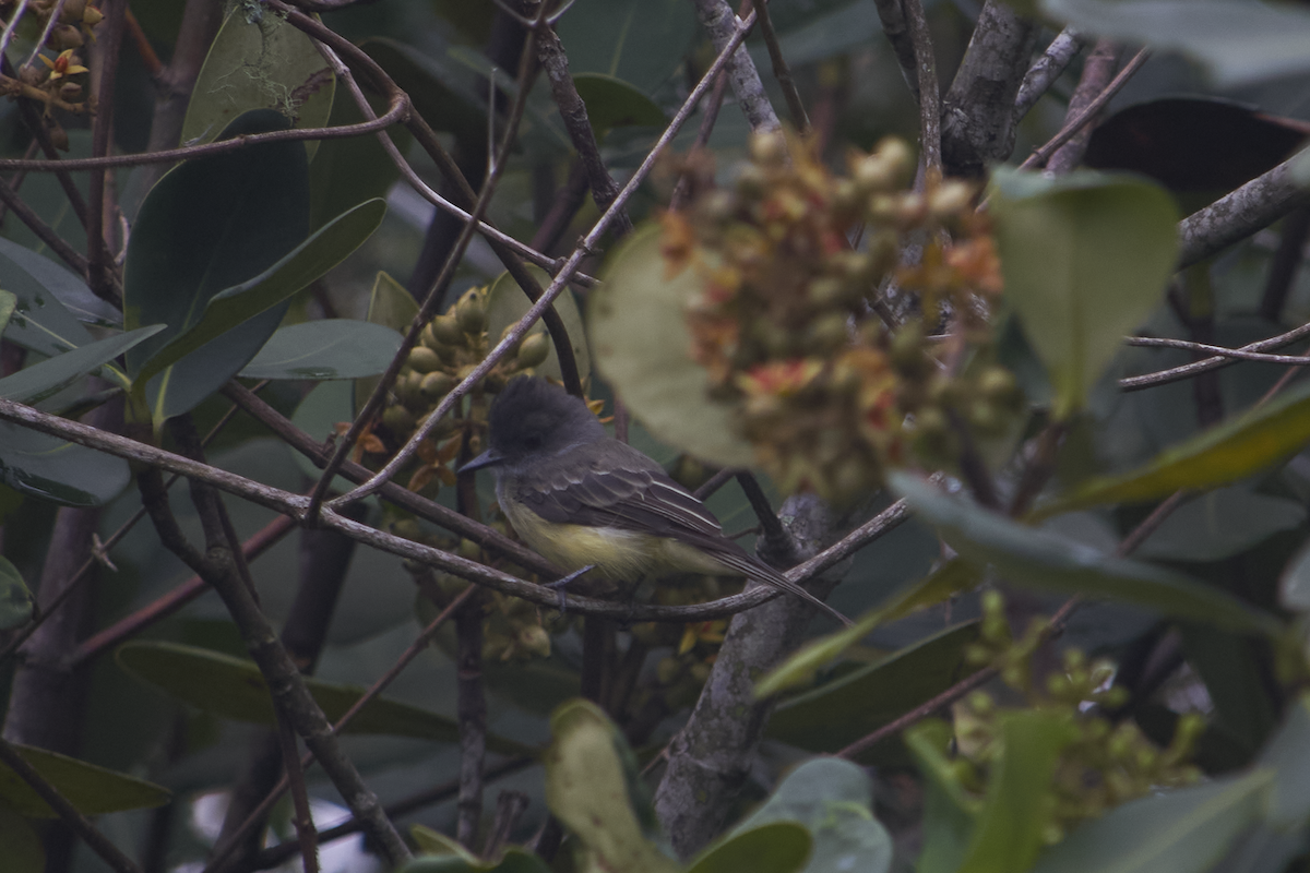 Dusky-capped Flycatcher - ML619013096