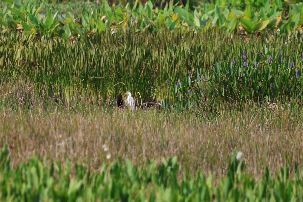 Little Blue Heron - ML619013097