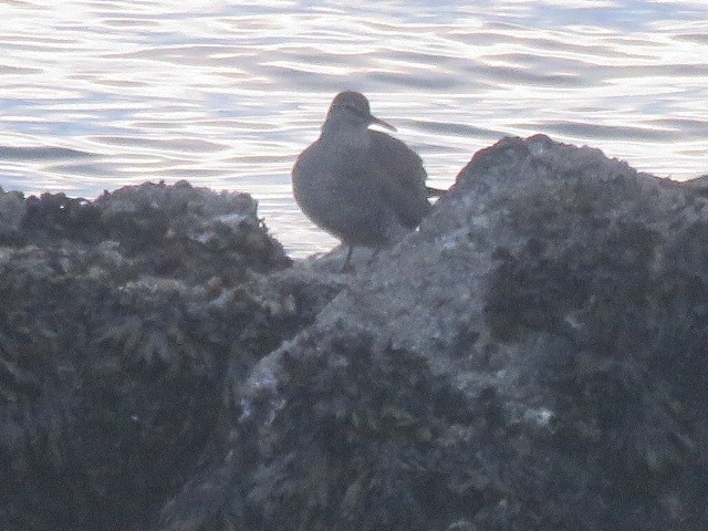 Wandering Tattler - ML619013103