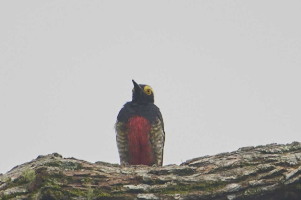 Yellow-tufted Woodpecker - Amilcar Santos-Morales