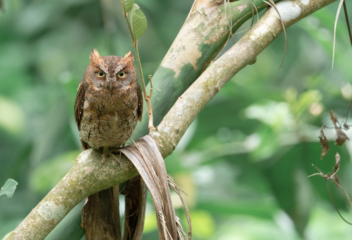 Ryukyu Scops-Owl - ML619013172