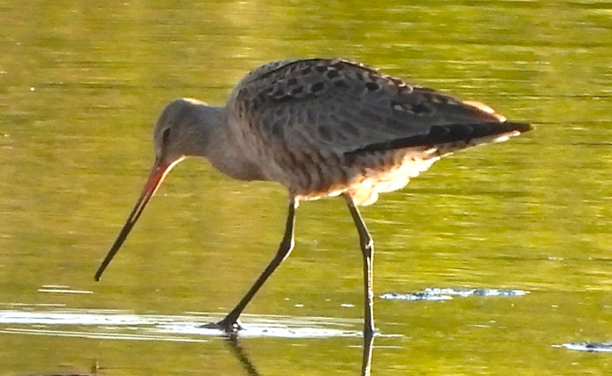 Hudsonian Godwit - Paul McKenzie