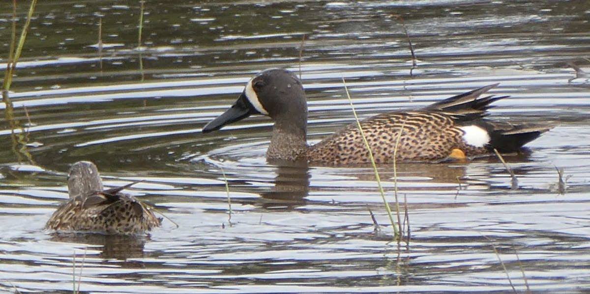 Blue-winged Teal - ML619013190