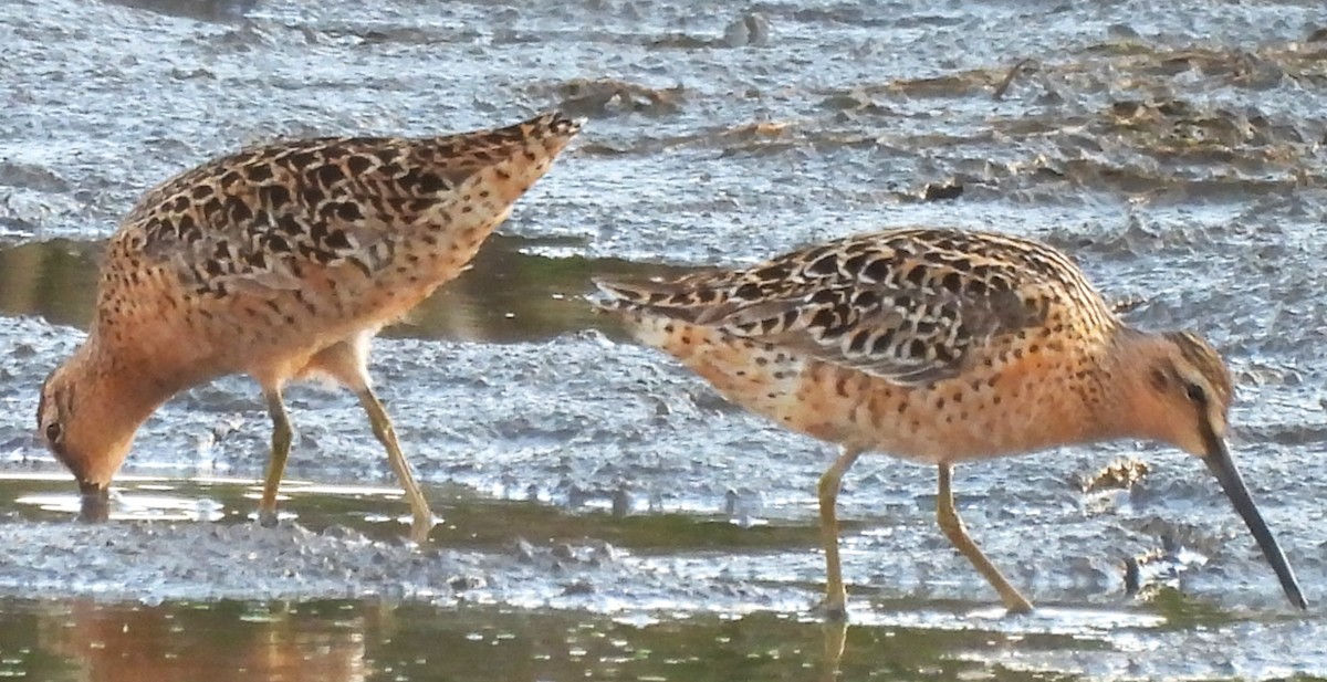 Short-billed Dowitcher - ML619013194