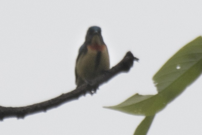 Fire-breasted Flowerpecker - SOVON PARBAT