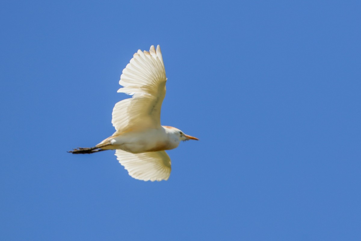 Western Cattle Egret - Lynn Duncan