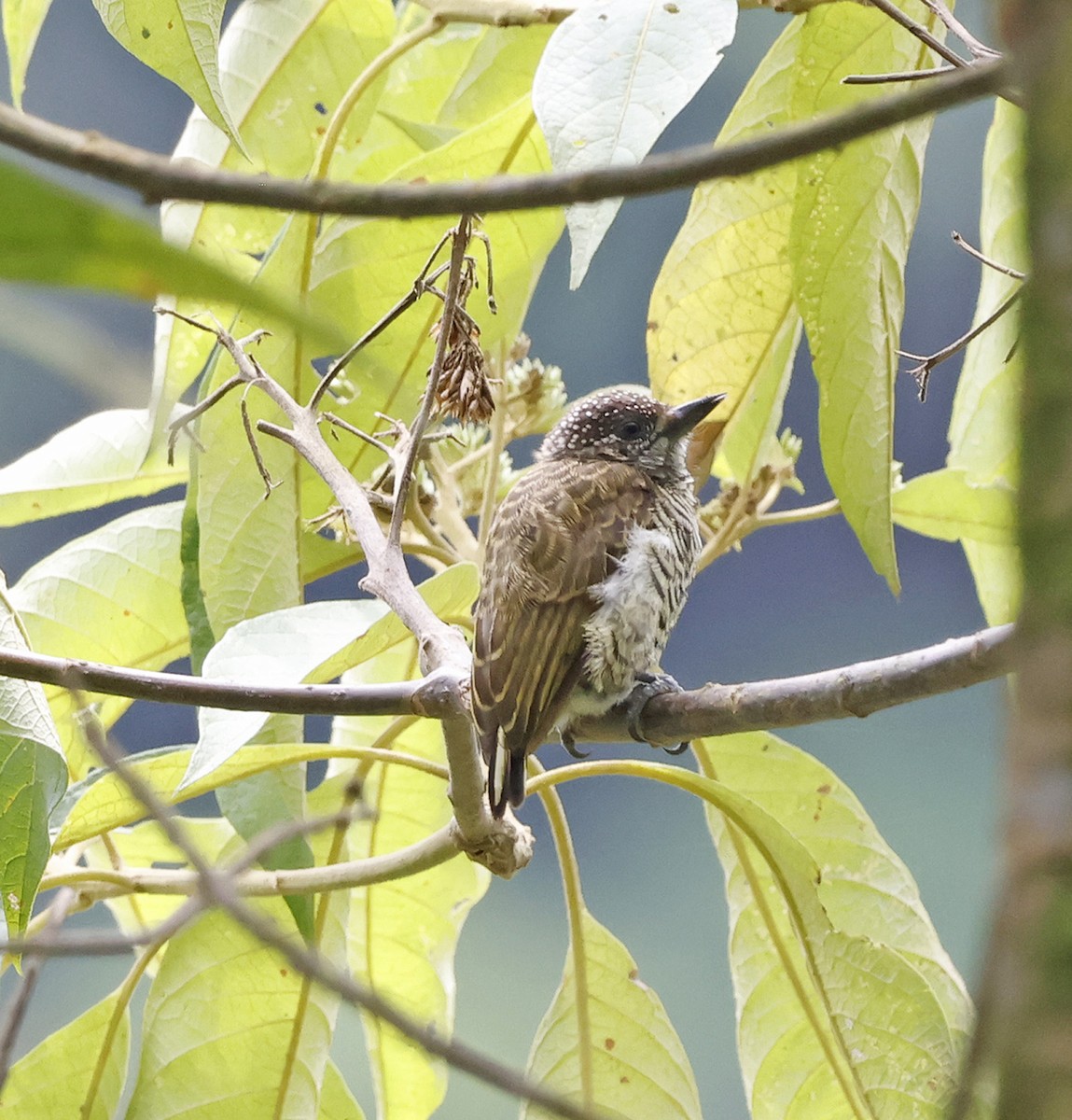 Lafresnaye's Piculet - ML619013242