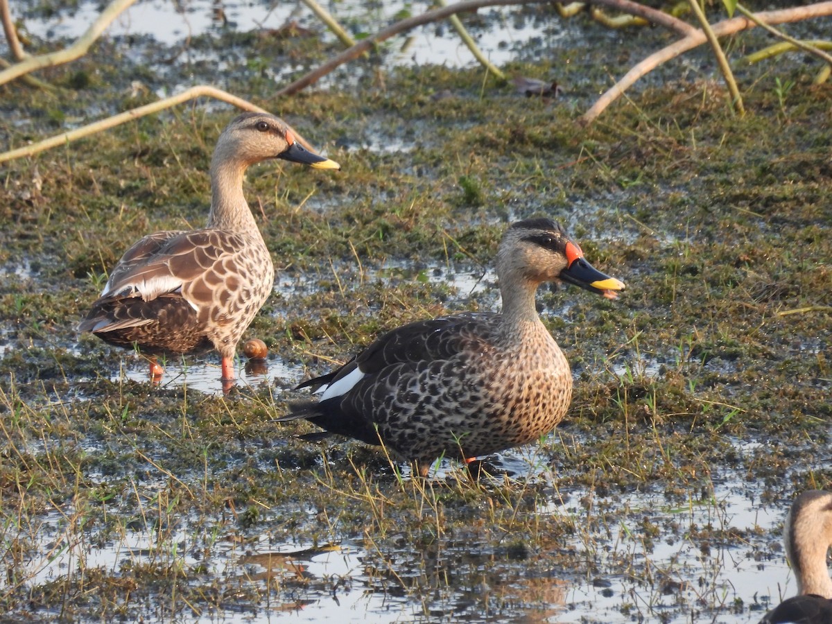 Indian Spot-billed Duck - ML619013249