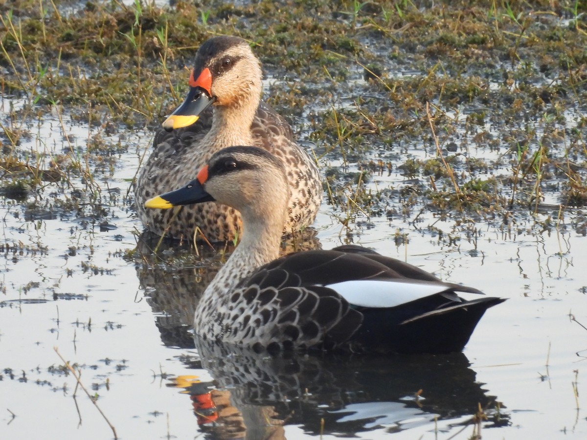 Indian Spot-billed Duck - ML619013250