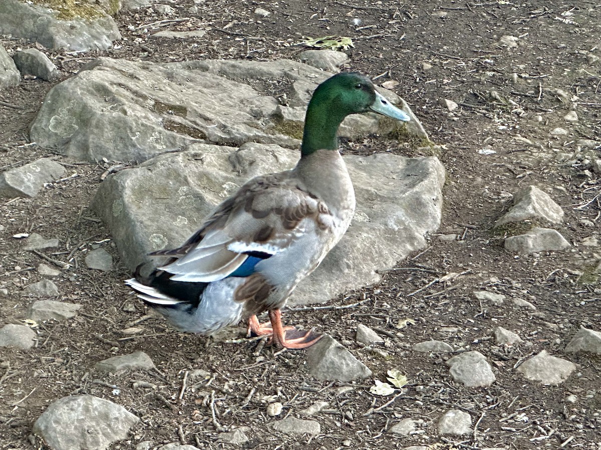 Mallard (Domestic type) - ML619013258