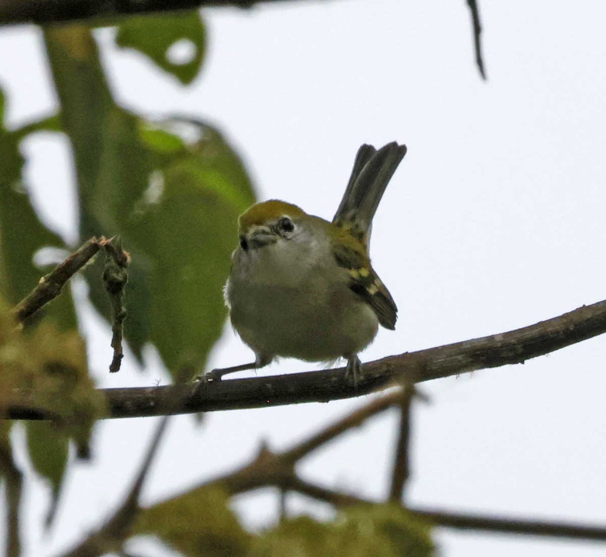 Chestnut-sided Warbler - Joe Grzybowski