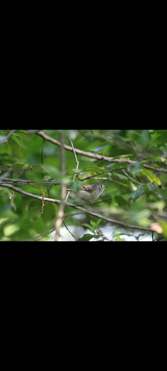 Ruby-crowned Kinglet - Jennifer Burko