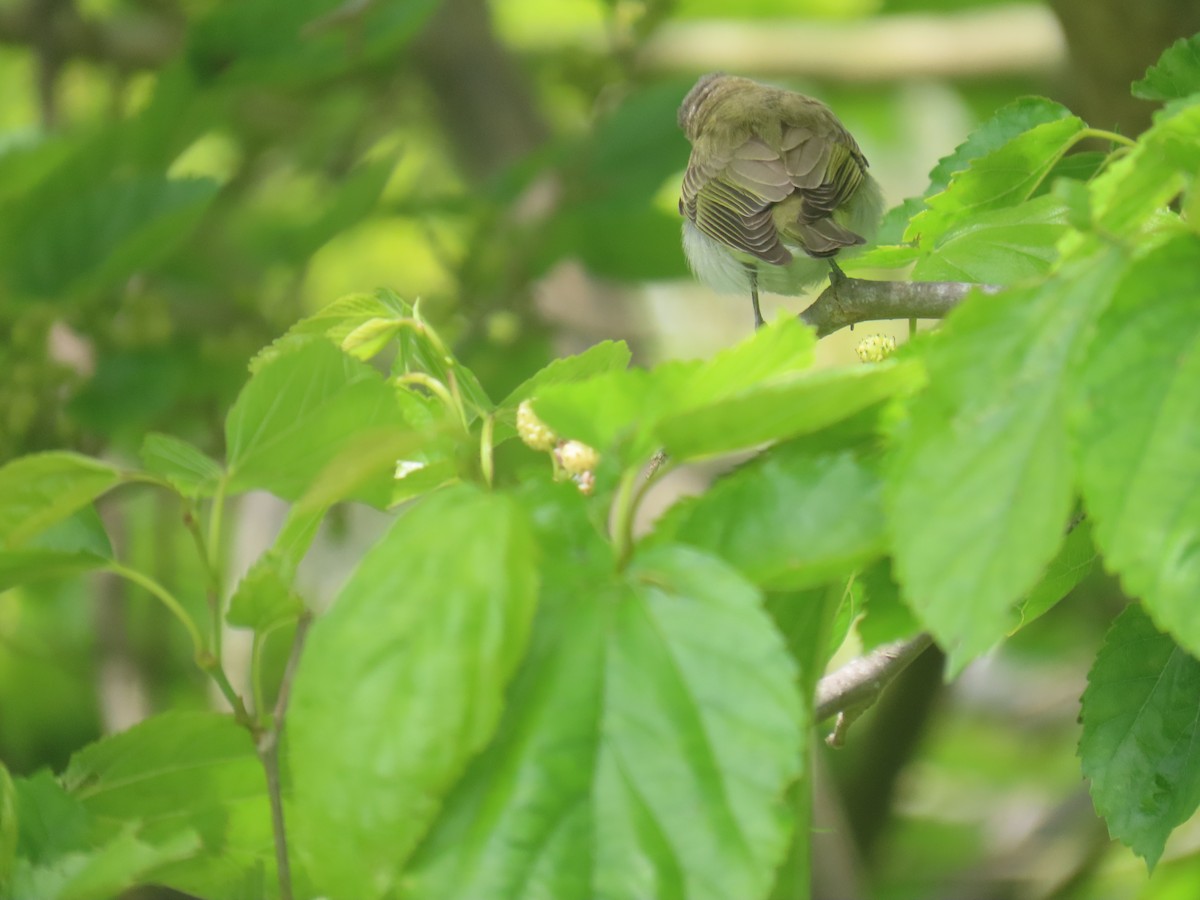 Red-eyed Vireo - Shirley Reynolds