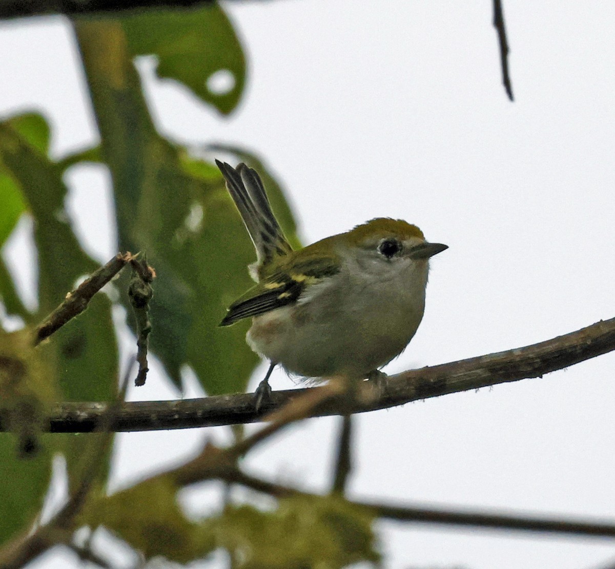 Chestnut-sided Warbler - ML619013326