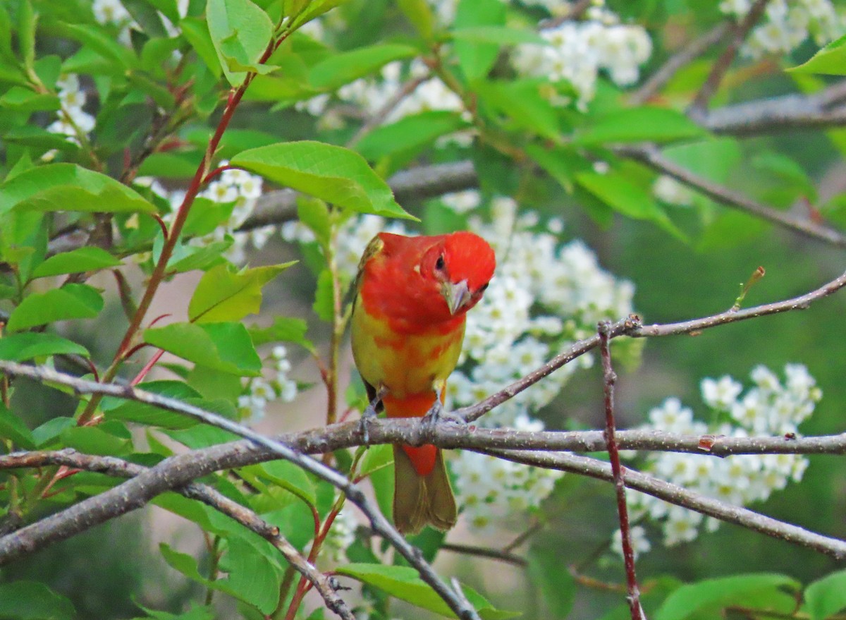 Summer Tanager - Marty Wolf
