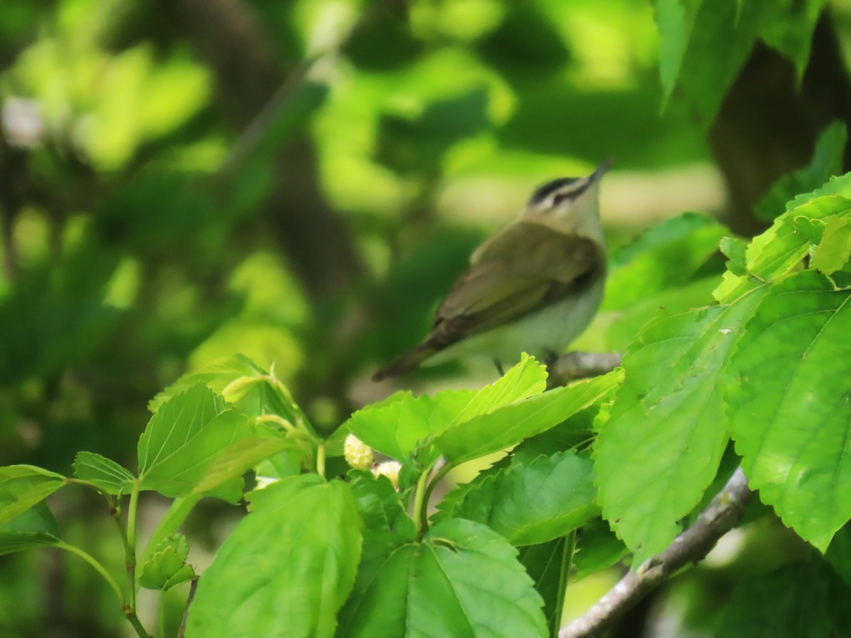 Red-eyed Vireo - Shirley Reynolds