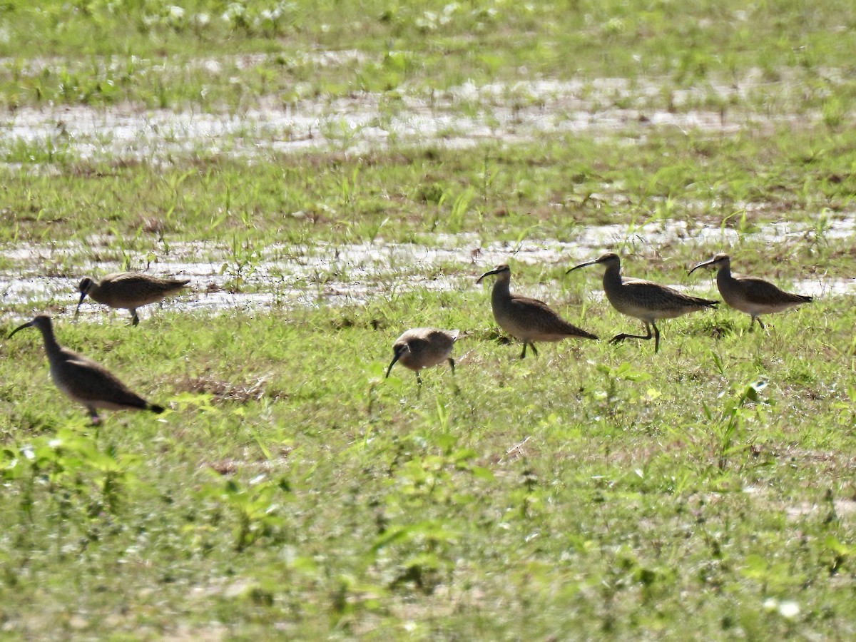 Whimbrel - ML619013347