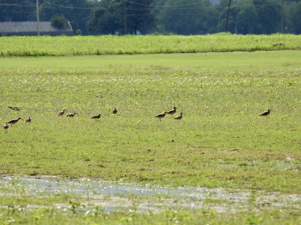 Whimbrel - ML619013349