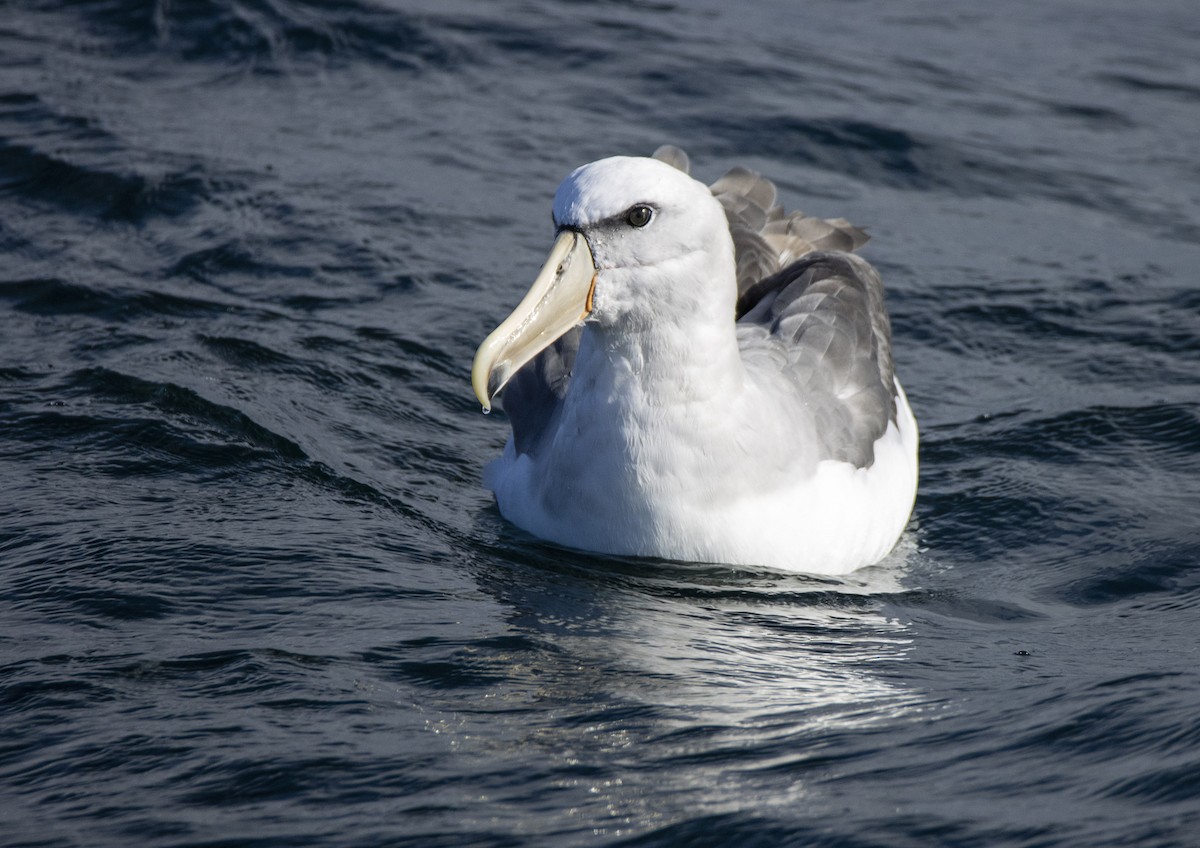 Salvin Albatrosu - ML619013353