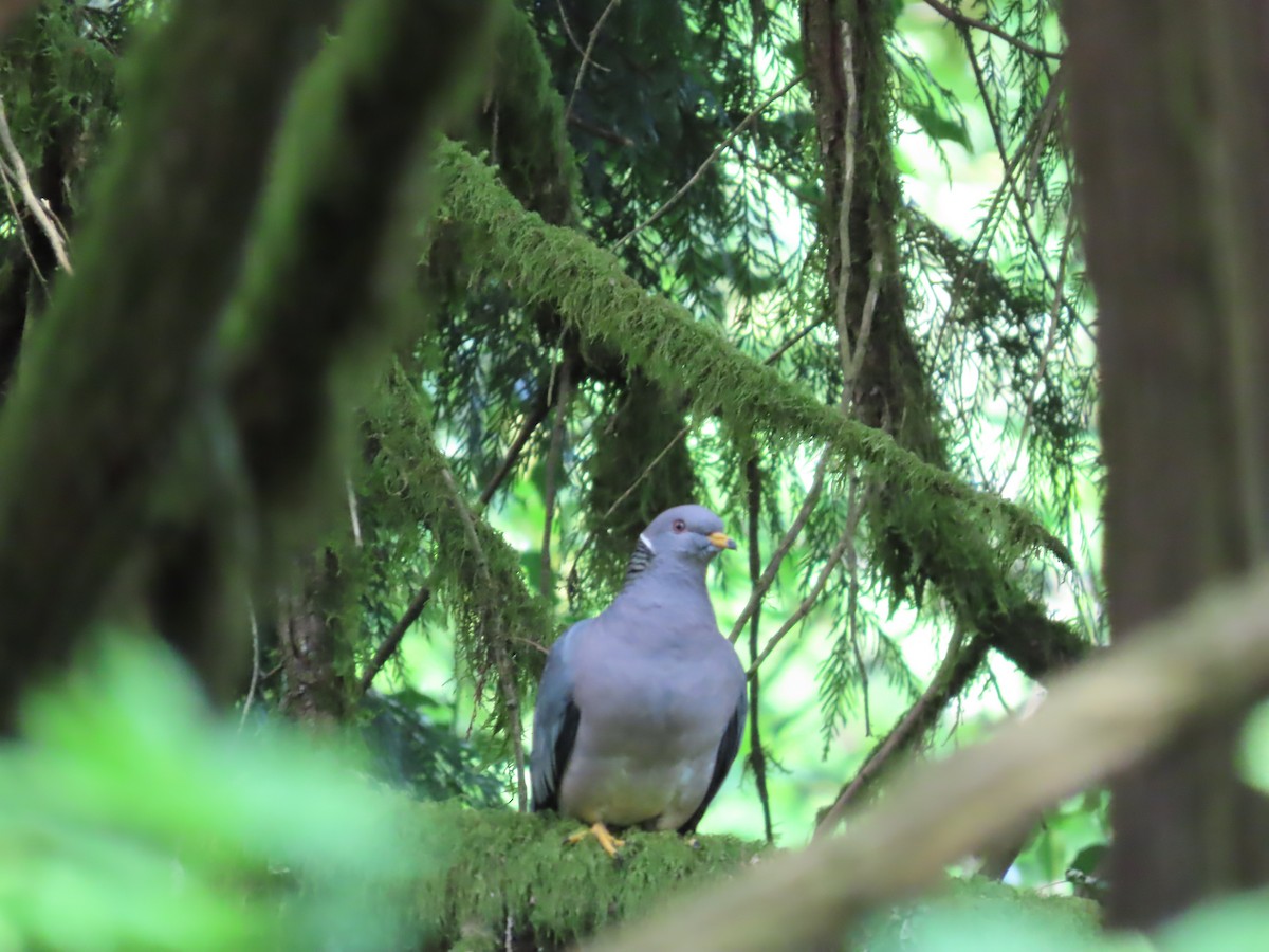Band-tailed Pigeon - ML619013372