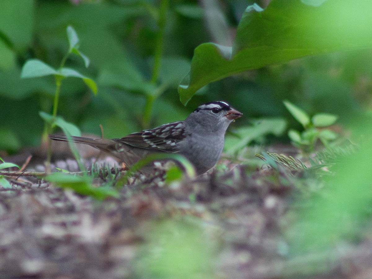 White-crowned Sparrow - Muhtasim  Islam