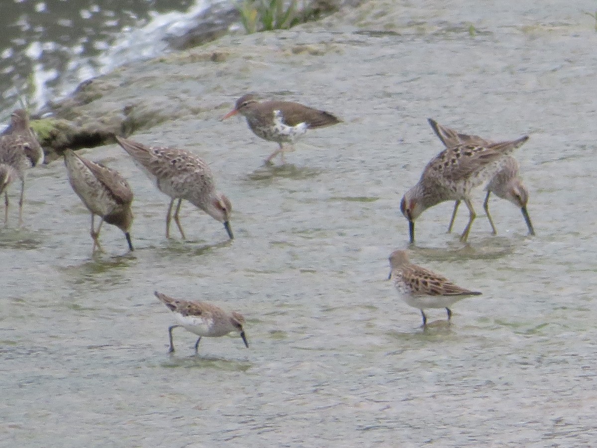 Spotted Sandpiper - ML619013391