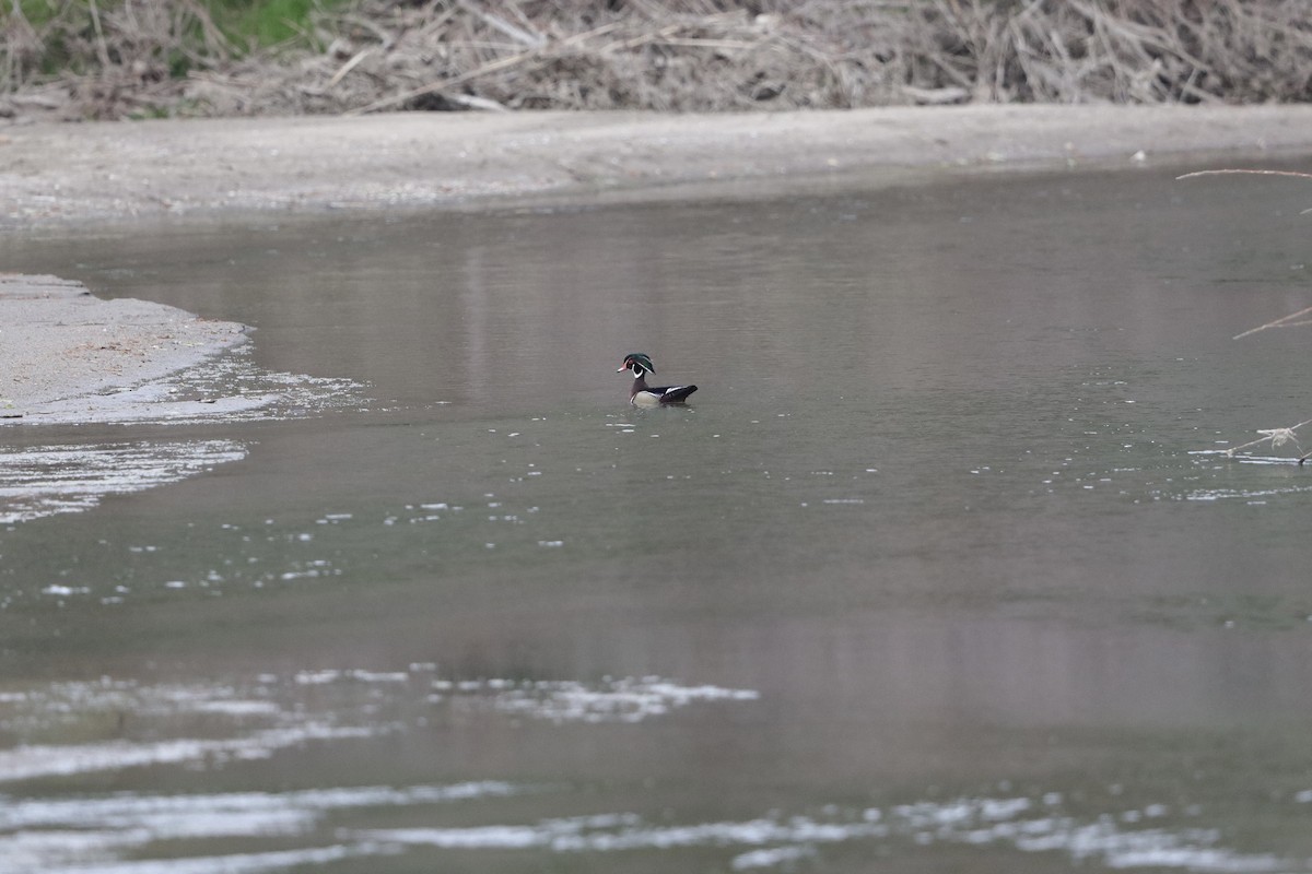 Wood Duck - ML619013399