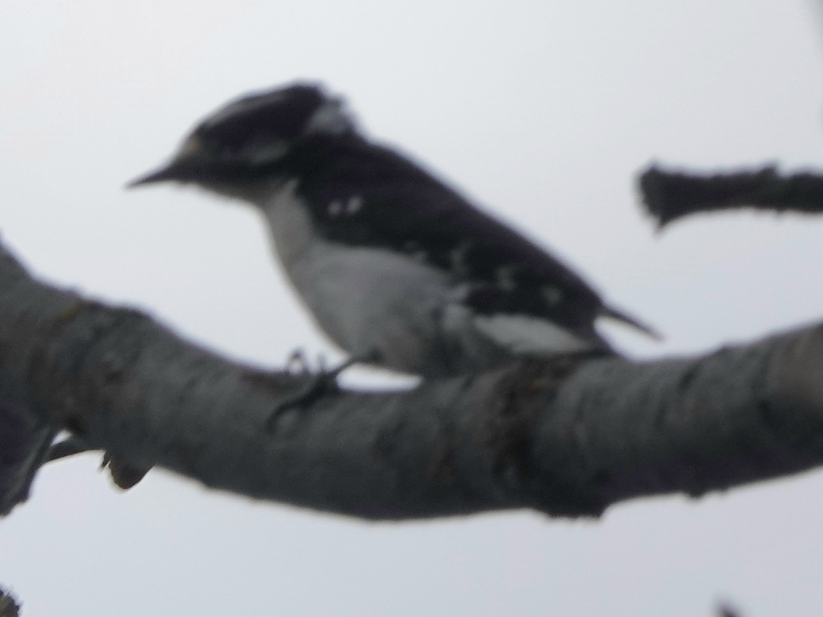 Downy Woodpecker - ML619013404