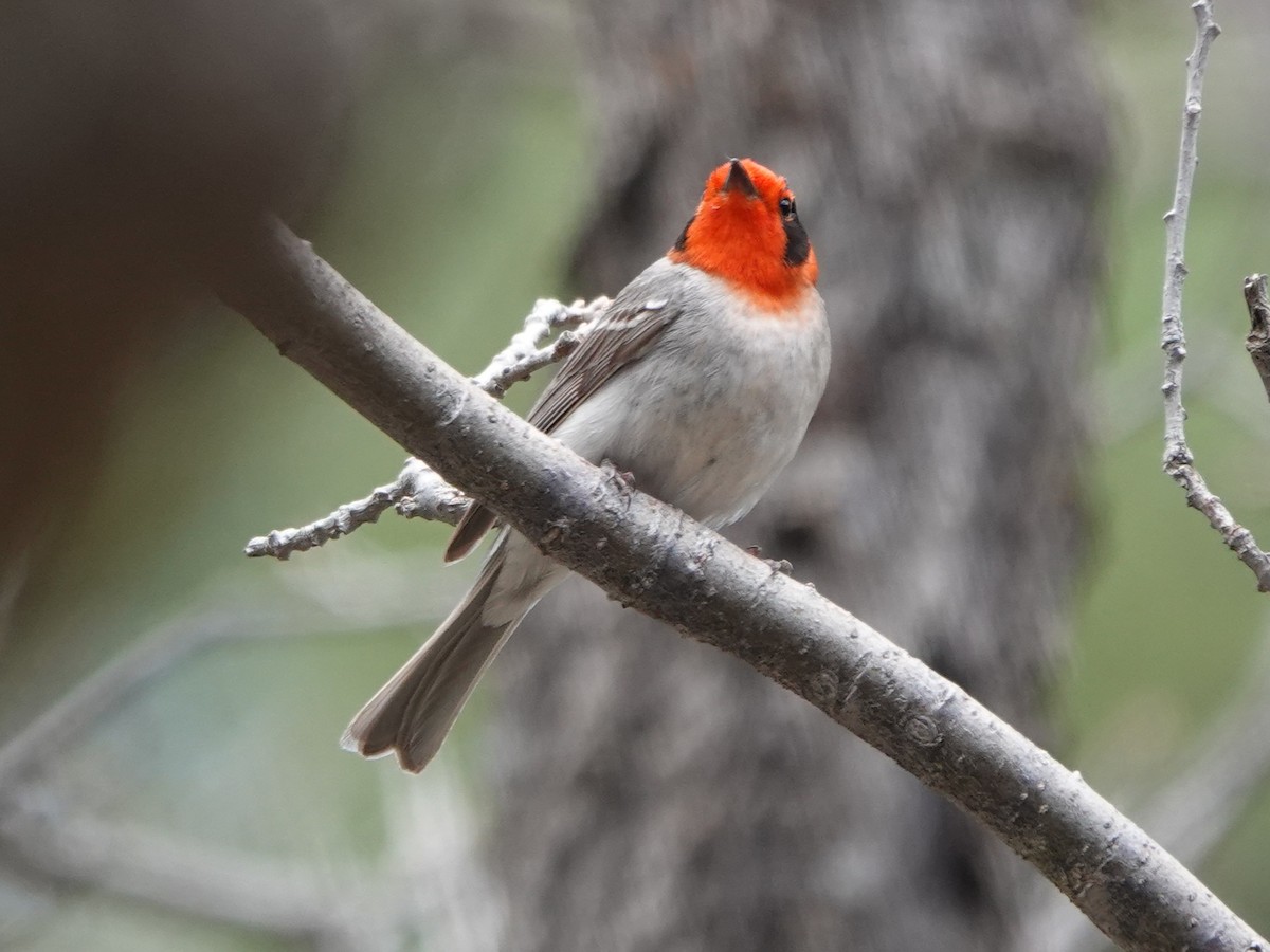 Red-faced Warbler - Kirsti Aamodt