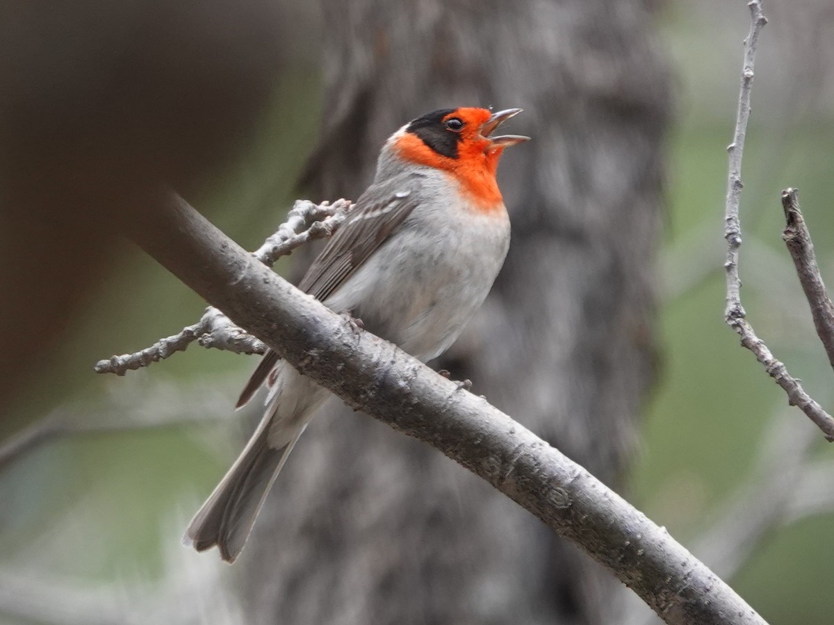 Red-faced Warbler - Kirsti Aamodt
