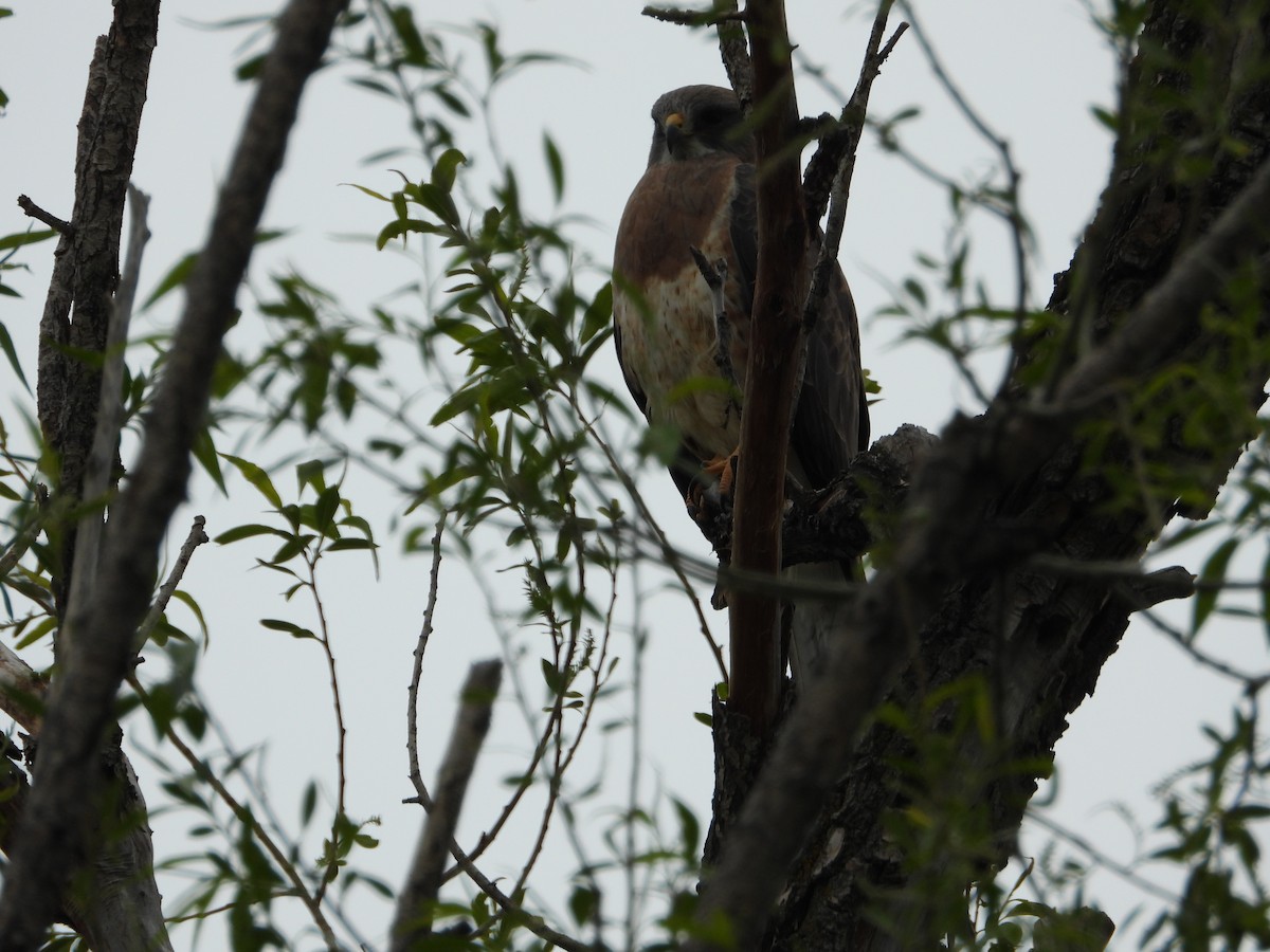 Swainson's Hawk - Jeff Percell