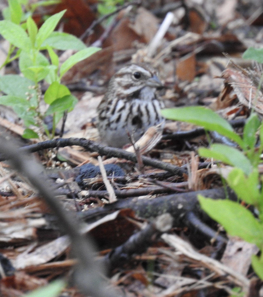 Song Sparrow - T C